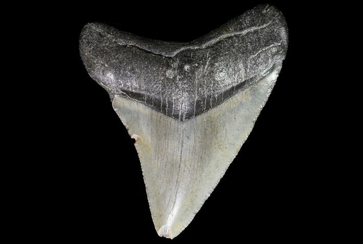 Juvenile Megalodon Tooth - South Carolina #74240